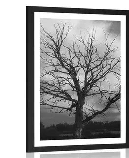 Černobílé Plakát s paspartou černobílý strom na louce