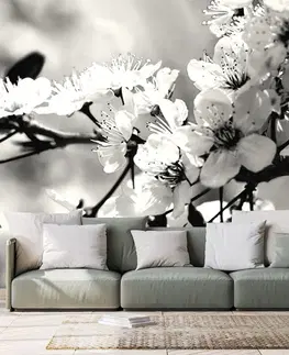 Černobílé tapety Fototapeta černobílý třešňový květ