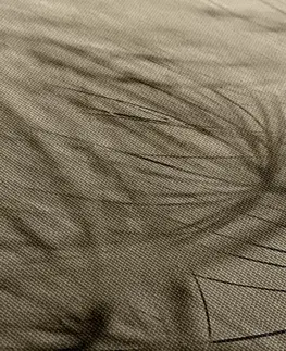 Černobílé obrazy Obraz pampeliškové semena v sépiovém provedení