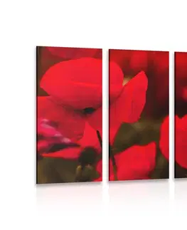 Obrazy květů 5-dílný obraz pole divokých máků