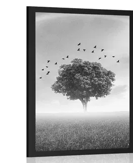 Černobílé Plakát osamělý strom na louce v černobílém provedení