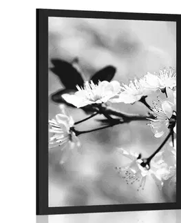 Černobílé Plakát třešňový květ v černobílém provedení