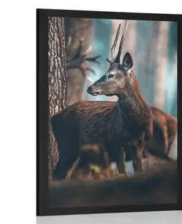 Zvířata Plakát jelen v borovém lese
