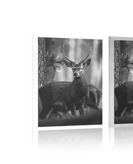 Černobílé Plakát jelen v lese v černobílém provedení