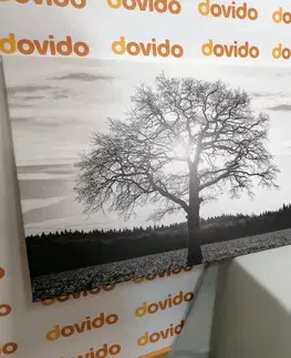 Černobílé obrazy Obraz osamělého stromu v černobílém provedení