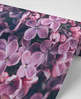 Samolepící tapety Samolepící fototapeta fialové květy šeříku