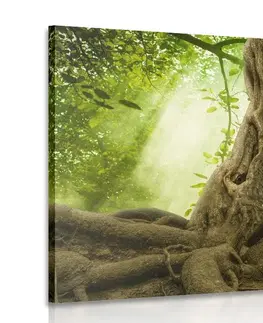 Obrazy přírody a krajiny Obraz kořen stromu