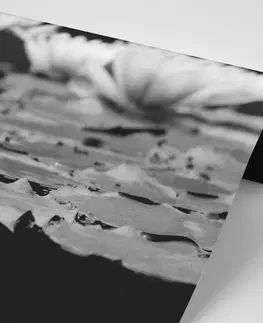 Černobílé tapety Fototapeta černobílý lotosový květ