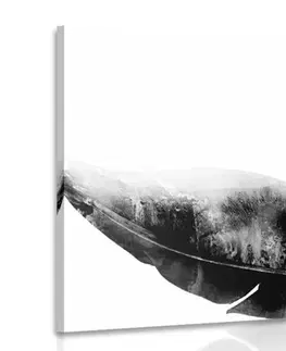 Černobílé obrazy Obraz pírko s motýlem v černobílém provedení