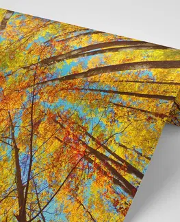 Samolepící tapety Samolepící fototapeta podzimní koruny stromů