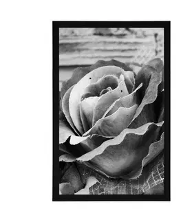 Černobílé Plakát elegantní vintage růže v černobílém provedení