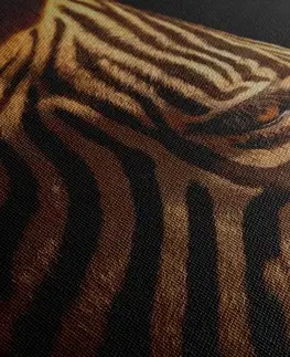Obrazy zvířat Obraz portrét zebry