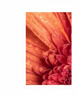 Květiny Plakát oranžová gerbera s kapkami vody