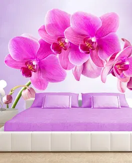 Tapety Samolepící tapeta růžová orchidej - Thoughtfulness