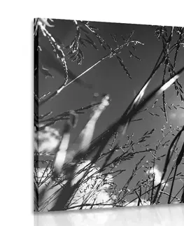 Černobílé obrazy Obraz polní tráva v černobílém provedení