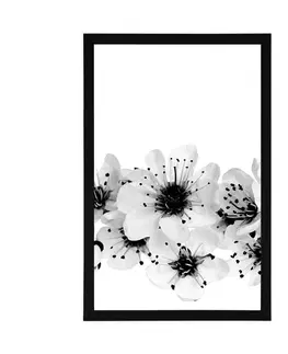 Černobílé Plakát třešňové květy v černobílém provedení