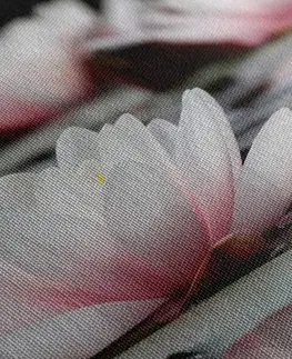 Obrazy květů Obraz lotosový květ