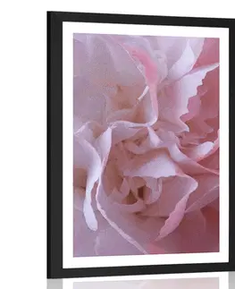 Květiny Plakát s paspartou lupínky karafiátu