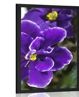 Květiny Plakát fialka