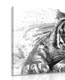 Černobílé obrazy Obraz predátor zvířat v černobílém provedení