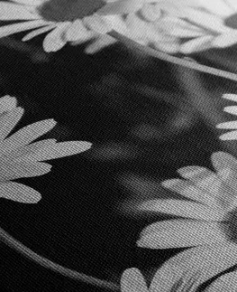 Černobílé obrazy Obraz sedmikrásky na zahradě v černobílém provedení