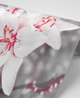 Samolepící tapety Samolepící fototapeta tajemství lilie
