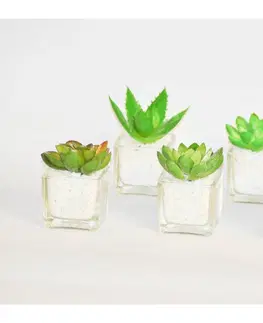 Květiny Kaktus ve skle s kamínky malý