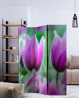 Paravány Paraván Purple spring tulips Dekorhome 135x172 cm (3-dílný)