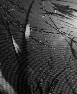 Černobílé obrazy Obraz polní tráva v černobílém provedení