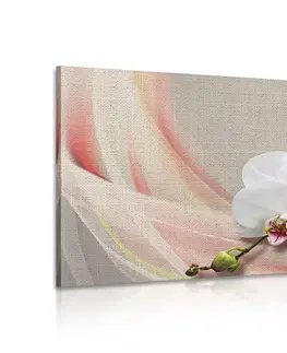 Obrazy květů Obraz bílá orchidej na plátně