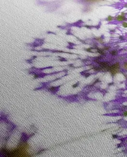 Obrazy květů Obraz kvetoucí fialové květy česneku