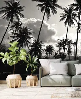 Samolepící tapety Samolepící tapeta kokosové palmy na pláži v černobílém