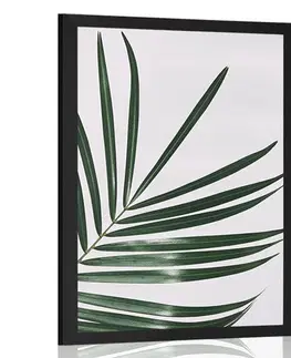 Zátiší Plakát nádherný palmový list