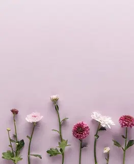 Tapety květiny Fototapeta kompozice chryzantém