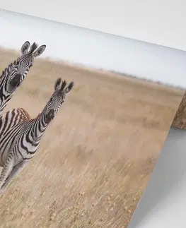 Samolepící tapety Samolepící fototapeta tři zebry v savanu