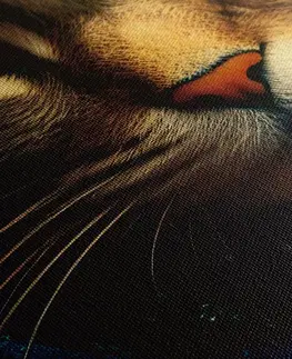 Obrazy vládci živočišné říše Obraz modro-zlatá kočka