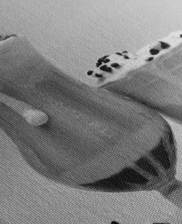 Černobílé obrazy Obraz mléčný koktejl v černobílém provedení