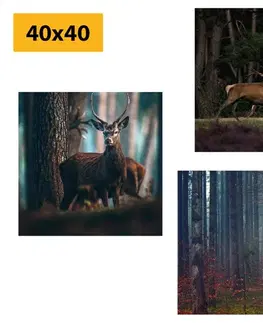 Sestavy obrazů Set obrazů kouzlo lesních zvířat