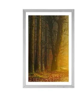 Příroda Plakát s paspartou cesta v lese