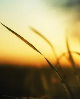 Obrazy přírody a krajiny Obraz zapadající slunce v trávě
