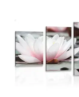 Obrazy květů 5-dílný obraz lotosový květ