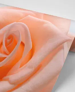 Samolepící tapety Samolepící fototapeta růže v broskvovém odstínu