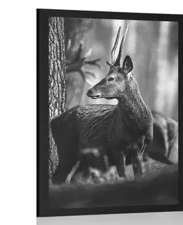 Černobílé Plakát jelen v borovém lese v černobílém provedení