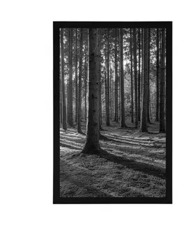 Černobílé Plakát ráno v lese v černobílém provedení