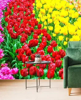 Samolepící tapety Samolepící fototapeta zahrada plná tulipánů