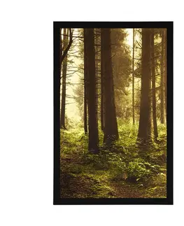 Příroda Plakát les zalitý sluncem
