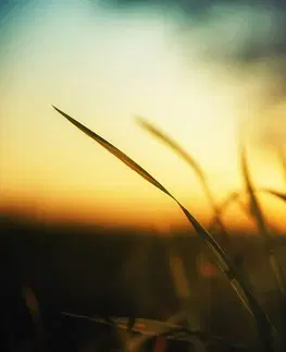 Samolepící tapety Samolepící fototapeta zapadající slunce v trávě
