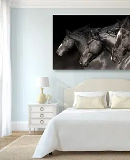 Obrazy zvířat Obraz tři cválající koně