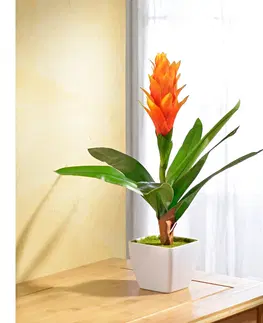 Květinové dekorace Guzmánie, oranžová
