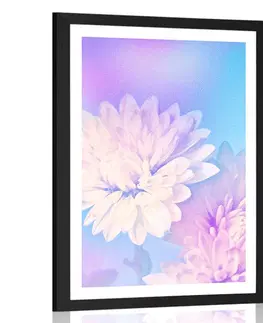 Květiny Plakát s paspartou květ chryzantémy